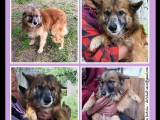 Chien fauve charbonné en attente d'une famille