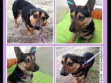 Chienne de 3 ans à accueillir