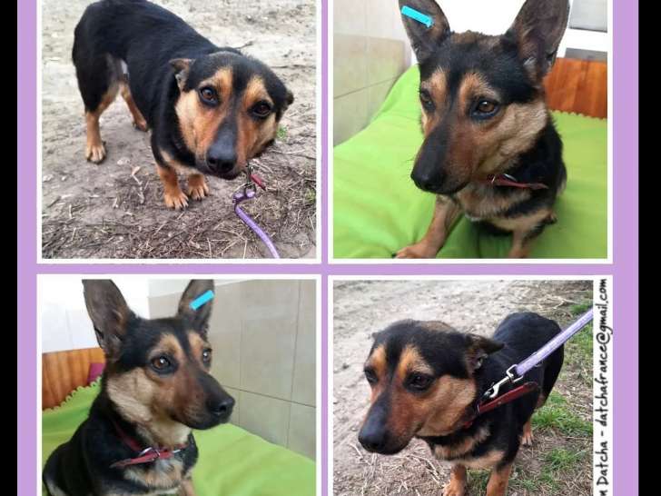 Chienne de 3 ans à accueillir