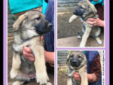 Chiot femelle de 3 mois en quête d'une famille