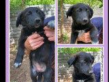 Adoption disponible : chiot femelle noir avec marque blanche