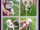 Chiot mâle gris et blanc à la recherche d'un foyer