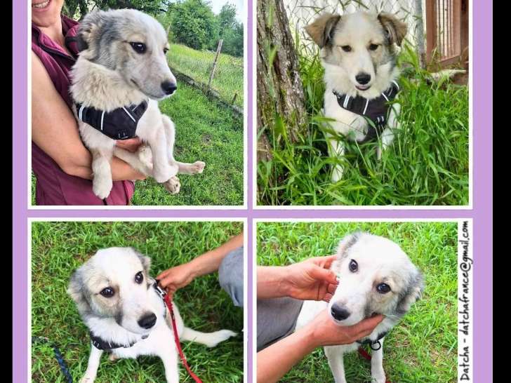 Chiot mâle gris et blanc à la recherche d'un foyer
