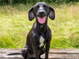 Disponible à l'adoption, chiot femelle de 7 mois