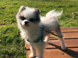 En attente d'adoption, chien Spitz Nain de 2 ans