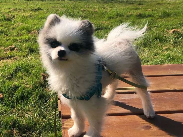En attente d'adoption, chien Spitz Nain de 2 ans