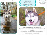 En attente d'une famille, chien Husky Sibérien de 4 ans