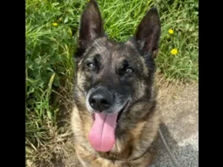 À accueillir, chien fauve charbonné
