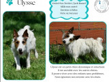 En quête d’un foyer, chien Fox Terrier tricolore