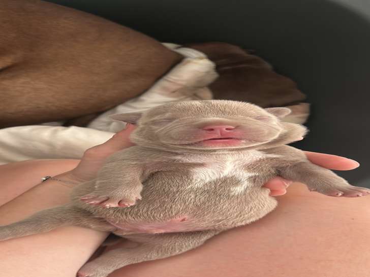 Chiots American Bully à vendre