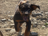Alinéa, belle femelle Beauceron noir et feu à vendre