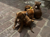 Chiot Pitlbull red nose à vendre