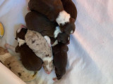Chiots Berger Australien à vendre