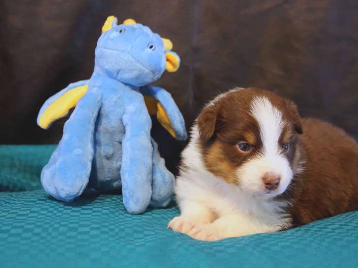 Chiots Berger Australien à vendre