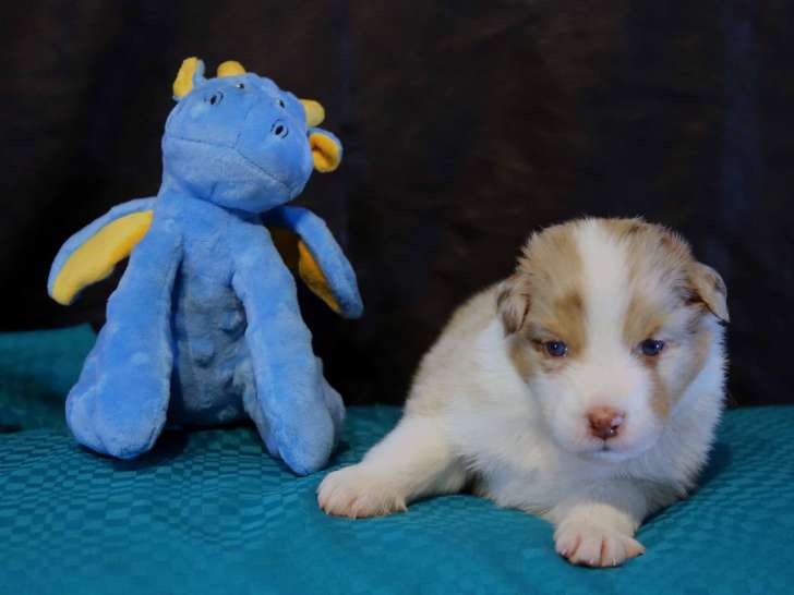 Chiots Berger Australien à vendre