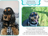 À adopter : chien Cocker Spaniel Anglais de 7 ans
