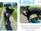 Disponible à l'adoption : chien Beauceron de 3 ans