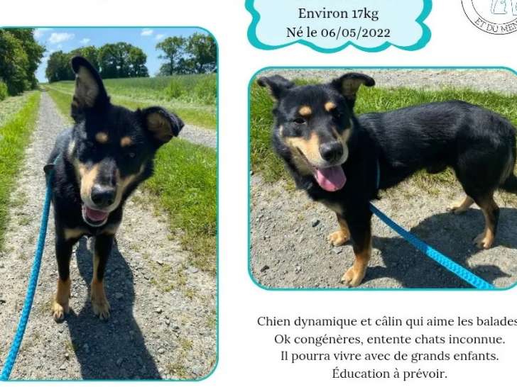 Disponible à l'adoption : chien Beauceron de 3 ans