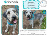 En attente d'adoption : chien Schnauzer gris