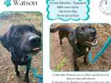 Prêt pour l’adoption : chien Labrador noir