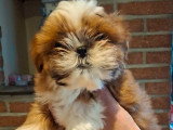 Chiots de race Shih Tzu à vendre (2 mâles)