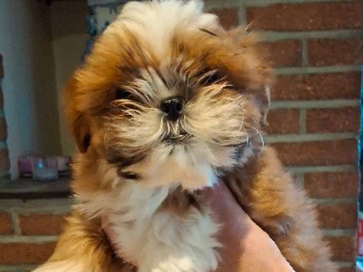 Chiots de race Shih Tzu à vendre (2 mâles)