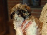 Chiots de race Shih Tzu à vendre (2 mâles)