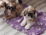 Chiots de race Shih Tzu à vendre (2 mâles)