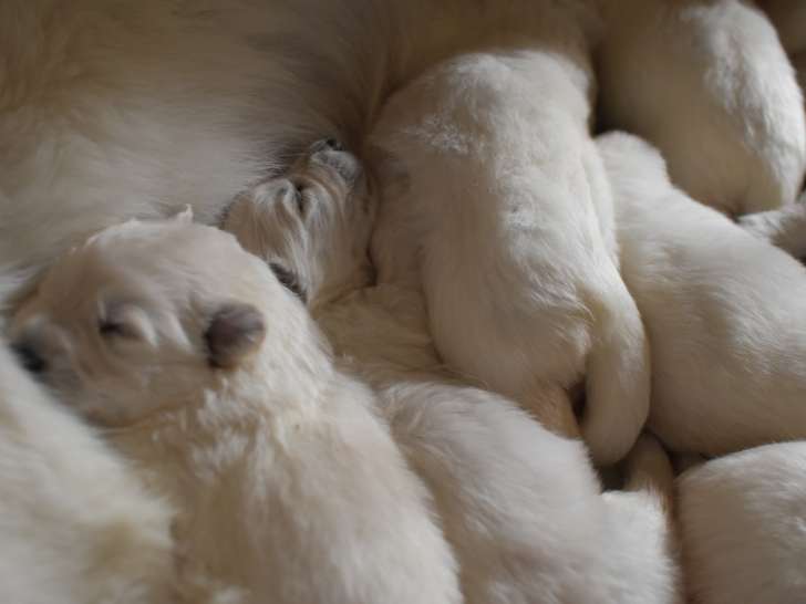 Chiots Berger Blanc Suisse LOF à réserver