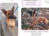En attente d'un foyer : chienne Berger Malinois fauve
