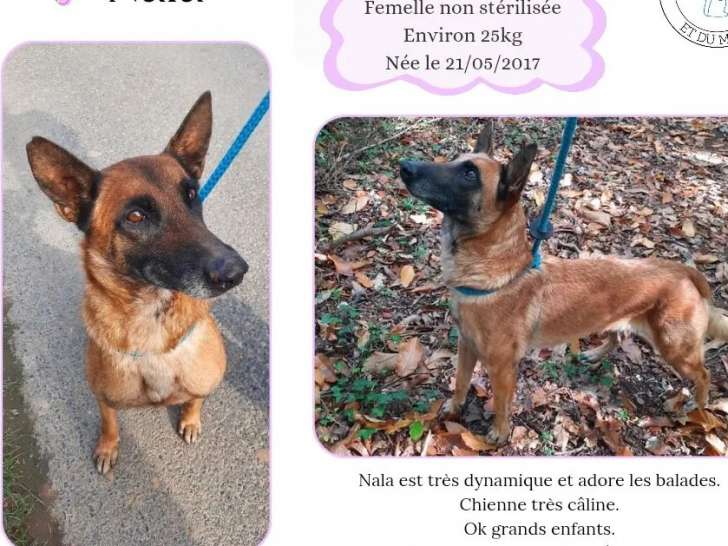 En attente d'un foyer : chienne Berger Malinois fauve
