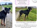 À accueillir : chienne Beauceron de 3 ans