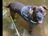 En quête d'un foyer : chienne bringée