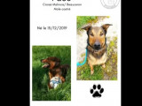 Adoption disponible : chien fauve charbonné
