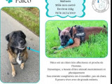 À la recherche d’un foyer : chien Berger Malinois de 5 ans