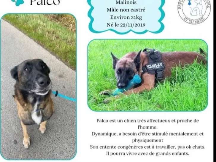 À la recherche d’un foyer : chien Berger Malinois de 5 ans