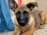 Chiot femelle Berger Malinois de 4 mois à adopter
