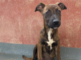 Chiot femelle de 3 mois disponible à l'adoption