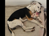 Chienne tricolore en attente d'adoption