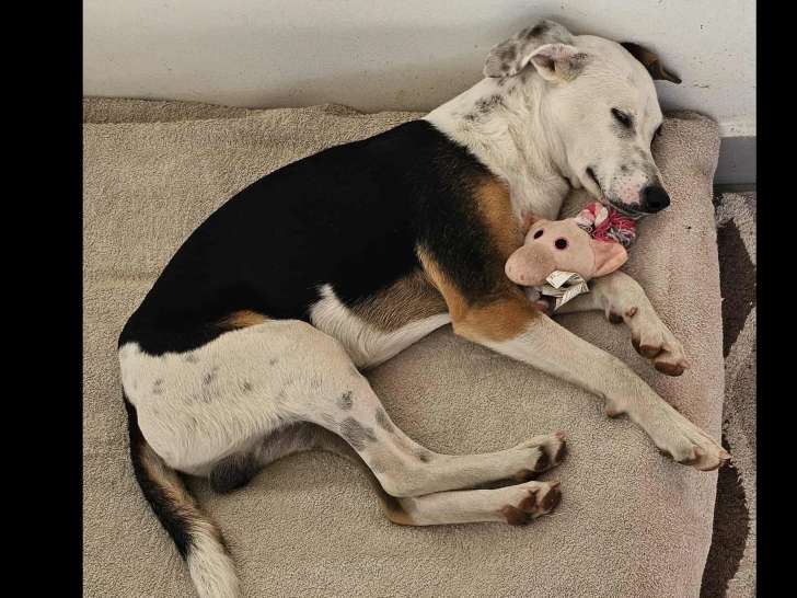 Chienne tricolore en attente d'adoption