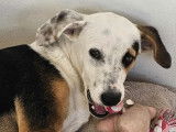 Chienne tricolore en attente d'adoption