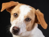 Disponible à l'adoption : chiot femelle de 10 mois