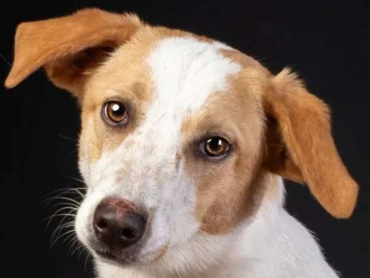 Disponible à l'adoption : chiot femelle de 10 mois