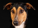 À adopter : chienne tricolore