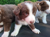 Dernier chiot Border Collie à vendre