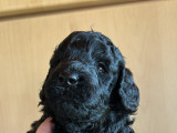 Chiots Caniche Moyen noirs à vendre
