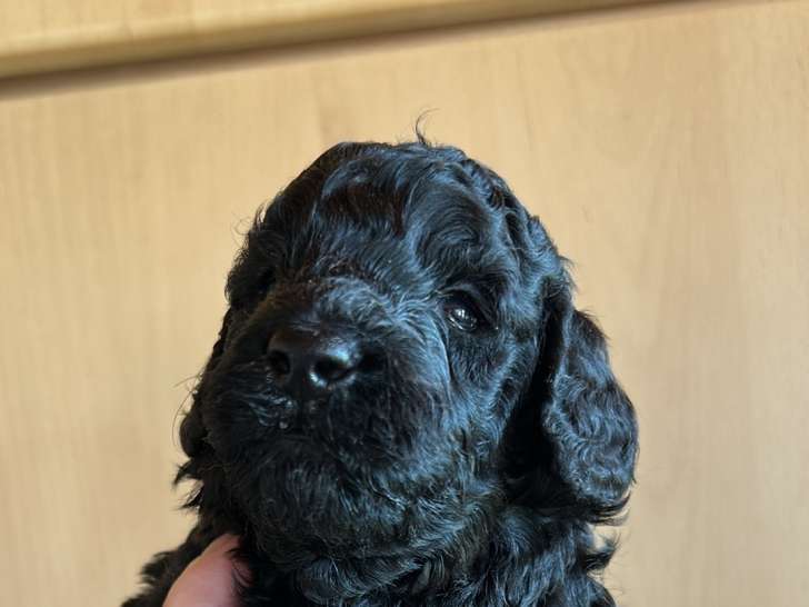 Chiots Caniche Moyen noirs à vendre