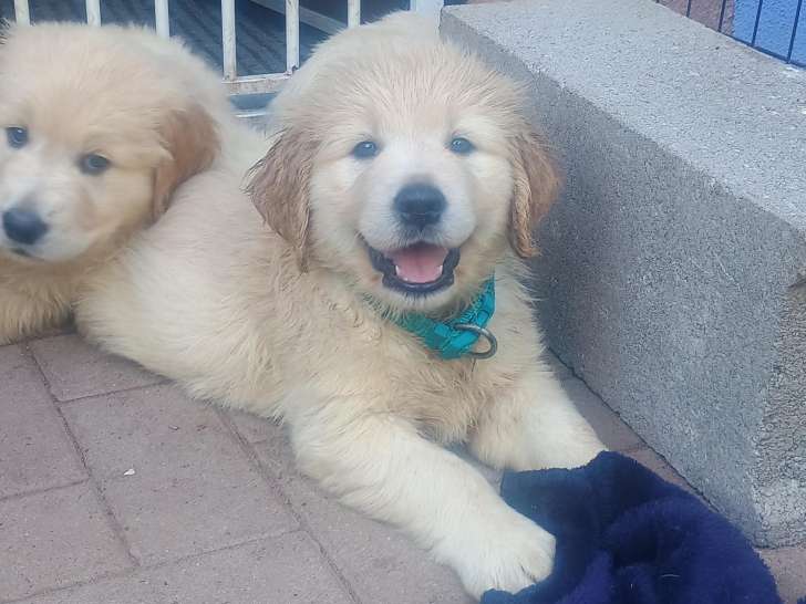 Chiots mâles Golden Retriever LOF à réserver