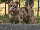 Chiots American Bully à vendre