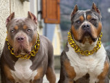 Exceptionnels chiots American Bully XL à vendre